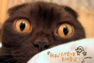 貓眼移動科技:4K超短焦投影影院登場