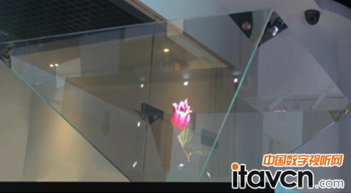 體驗(yàn):看玫瑰性感綻放