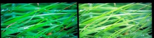 液晶電視的畫面受到背光源干擾,導(dǎo)致沖淡了色彩表現(xiàn)(左為OLED產(chǎn)品右邊是液晶電視)