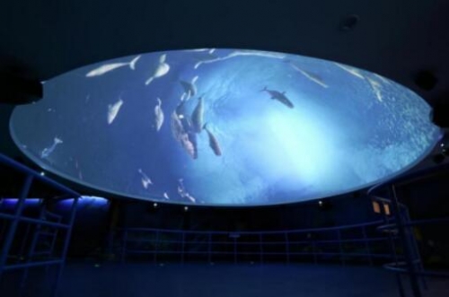 龍宮大白鯨嬉水世界